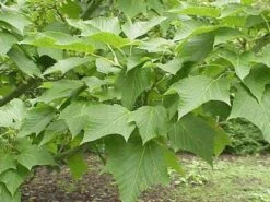 Slangenbast Esdoorn Als Boom (Acer Capillipes) -Planten Verkoopwinkel 20071210101445 3