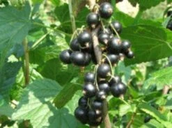 Zwarte Bes (Ribes Nigrum 'Ben Nevis') 6 Zwarte Bes (Ribes Nigrum 'Ben Nevis') -Planten Verkoopwinkel 20080214151842 1