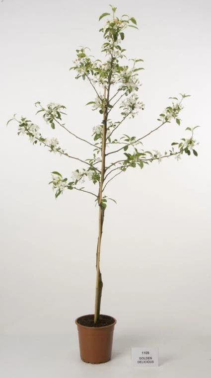 Appelboom (Malus Domestica 'Golden Delicious') 2 Appelboom (Malus Domestica 'Golden Delicious') - Afbeelding 2