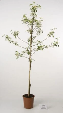 Appelboom (Malus Domestica 'Golden Delicious') -Planten Verkoopwinkel 20080312140007 5