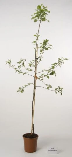 Planten Verkoopwinkel -Planten Verkoopwinkel 20080312140637 5