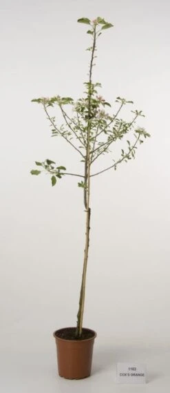 Appelboom (Malus Domestica 'Cox's Orange') -Planten Verkoopwinkel 20080312144237 2 3