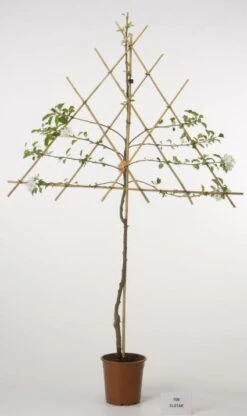 Lei-Appel (Malus Domestica 'Elstar') -Planten Verkoopwinkel 20080312151002 1