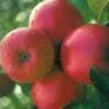 Appelboom (Malus Domestica 'Ecolette') -Planten Verkoopwinkel 20080317135727 2 1