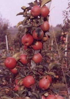 Appelboom (Malus Domestica 'Rajka') -Planten Verkoopwinkel 20080317142423 2