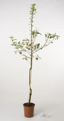 Appelboom (Malus Domestica 'Santana') -Planten Verkoopwinkel 20080318143516 2