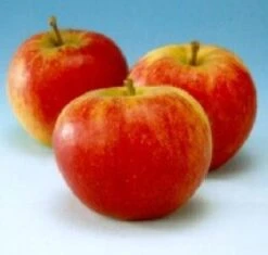 Appelboom (Malus Domestica 'Groninger Kroon') -Planten Verkoopwinkel 20080325220632 2