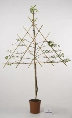 Lei-Appel (Malus Domestica 'Cox's Orange') -Planten Verkoopwinkel 20080326220814 1