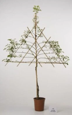 Lei-Appel (Malus Domestica 'Cox's Orange') 15 Lei-Appel (Malus Domestica 'Cox's Orange') -Planten Verkoopwinkel 20080326222237 1 1