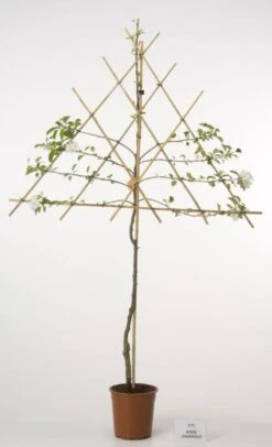 Lei-Appel (Malus Domestica 'Cox's Orange') -Planten Verkoopwinkel 20080326223921 1