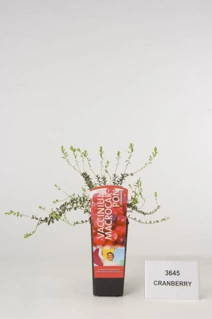 Veenbes (Vaccinium Macrocarpon Cranberry) 1 Veenbes (Vaccinium Macrocarpon Cranberry)