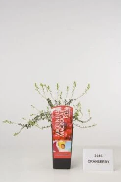 Veenbes (Vaccinium Macrocarpon Cranberry)