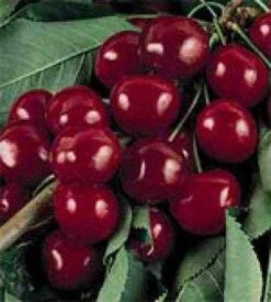 Lei-Kers (Prunus Avium 'Bigarreau Burlat')