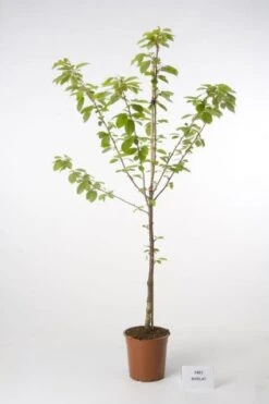 Kersenboom (Prunus Avium 'Hedelfinger Riesenkirsche') -Planten Verkoopwinkel 20080414152652 2