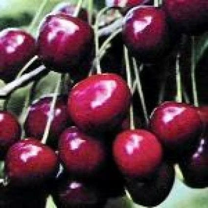 Kersenboom (Prunus Avium 'Dubbele Meikers') 1 Kersenboom (Prunus Avium 'Dubbele Meikers')