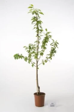 Kersenboom (Prunus Avium 'Hedelfinger Riesenkirsche') -Planten Verkoopwinkel 20080414153422 3