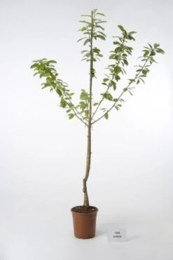 Kersenboom (Prunus Avium 'Hedelfinger Riesenkirsche') -Planten Verkoopwinkel 20080414153854 2