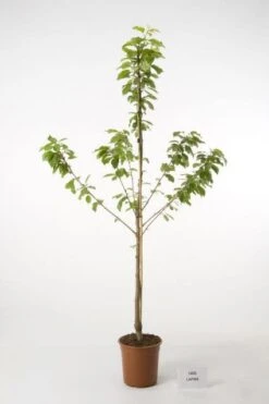 Kersenboom (Prunus Avium 'Hedelfinger Riesenkirsche') -Planten Verkoopwinkel 20080414154743 2