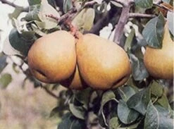 Perenboom (Pyrus Communis 'Beurre Hardy') -Planten Verkoopwinkel 20080417125526 6