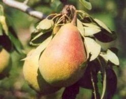 Perenboom (Pyrus Communis 'Clapp's Favourite') -Planten Verkoopwinkel 20080417130238 6