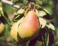 Lei-Peer (Pyrus Communis 'Clapp's Favourite')