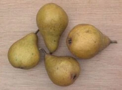 Perenboom (Pyrus Communis 'Gieser Wildeman') -Planten Verkoopwinkel 20080417131017 6 1