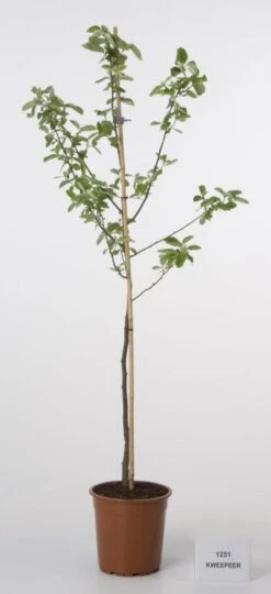 Kweepeer (Cydonia Oblonga) -Planten Verkoopwinkel 20080417145544 2