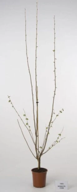 Hazelaar/Hazelnoot (Corylus Avellana 'Webb's Prize Cob') -Planten Verkoopwinkel 20080417160452 1