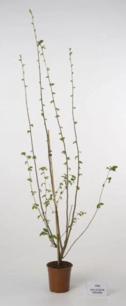 Hazelaar/Hazelnoot (Corylus Avellana 'Webb's Prize Cob') -Planten Verkoopwinkel 20080417161730 1