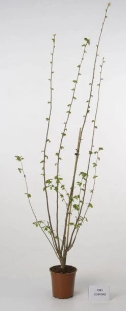 Hazelaar/Hazelnoot (Corylus Avellana 'Webb's Prize Cob') -Planten Verkoopwinkel 20080417162735 1