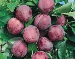 Pruimenboom (Prunus Domestica 'Opal') -Planten Verkoopwinkel 20080513133956 3 2