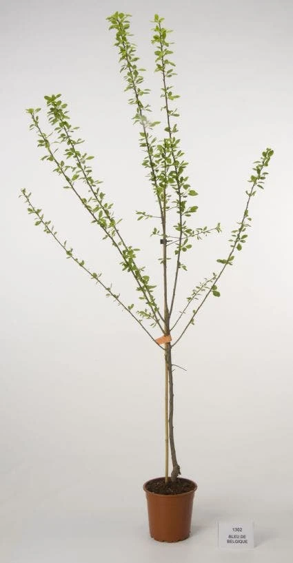 Pruimenboom (Prunus Domestica 'Bleu De Belgique') 2 Pruimenboom (Prunus Domestica 'Bleu De Belgique') - Afbeelding 2