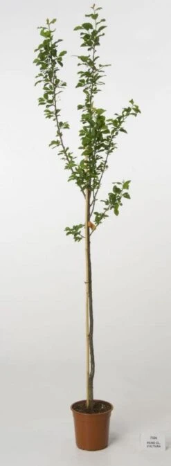 Pruimenboom (Prunus Domestica 'Reine Claude D'Althan') -Planten Verkoopwinkel 20080515130653 3