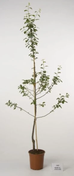 Pruimenboom (Prunus Domestica 'Reine Claude' D'Oullins') -Planten Verkoopwinkel 20080515131120 3 1