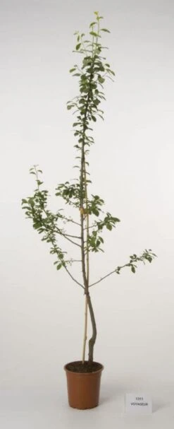 Pruimenboom (Prunus Domestica 'Voyageur') -Planten Verkoopwinkel 20080515133635 2