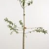 Pruimenboom (Prunus Domestica 'Monsieur Hatif') -Planten Verkoopwinkel 20080515134058 2 1