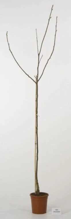 Walnoot (Juglans Regia 'Broadview') -Planten Verkoopwinkel 20080516144158 4 1