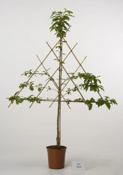 Lei-Kers (Prunus Avium 'Viola') 1 Lei-Kers (Prunus Avium 'Viola')