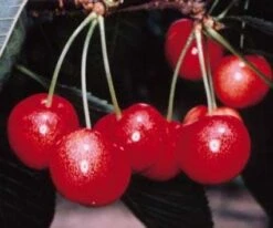 Lei-Kers (Prunus Avium 'Sunburst') -Planten Verkoopwinkel 20080519135155 1