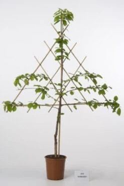 Lei-Kers (Prunus Avium 'Sunburst') -Planten Verkoopwinkel 20080519135332 1 1