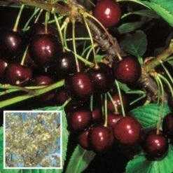 Lei-Kers (Prunus Avium 'Stella') -Planten Verkoopwinkel 20080519135414 1