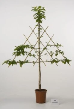 Lei-Kers (Prunus Avium 'Merchant')