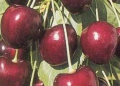 Lei-Kers (Prunus Avium 'Kordia') -Planten Verkoopwinkel 20080519140042 1 1