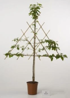 Lei-Kers (Prunus Avium 'Burlat')