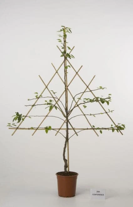 Lei-peer (Pyrus Communis 'Conference') 2 Lei-peer (Pyrus Communis 'Conference') - Afbeelding 2