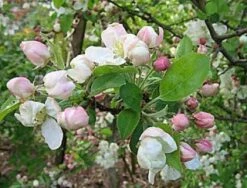 Sierappel (Malus 'Evereste') -Planten Verkoopwinkel 20080519145038 10 3