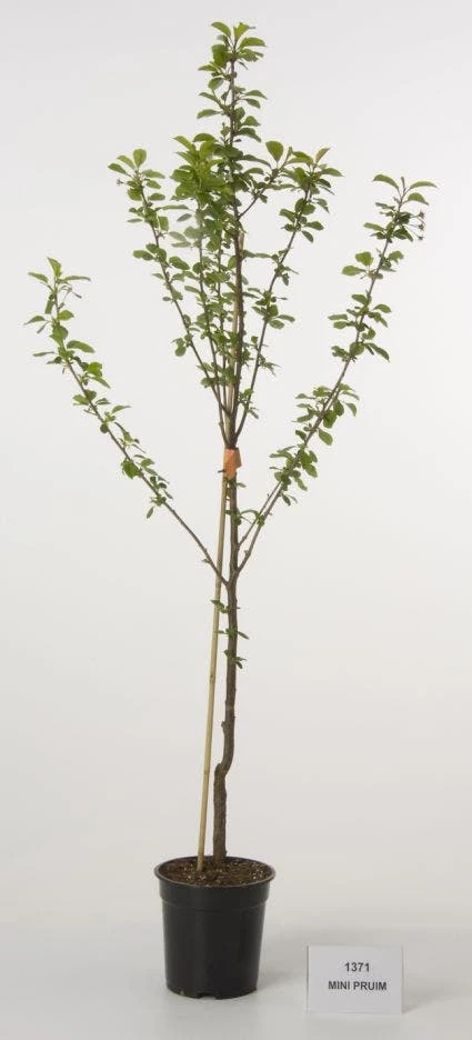 Mini-pruim (Prunus Domestica(mini)) 1 Mini-pruim (Prunus Domestica(mini))