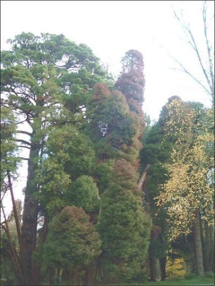 Sikkelden (Cryptomeria Japonica 'Elegans') 3 Sikkelden (Cryptomeria Japonica 'Elegans') - Afbeelding 3