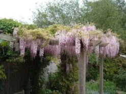 Blauwe Regen, Roze (Wisteria Floribunda 'Rosea')
