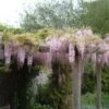 Blauwe Regen, Roze (Wisteria Floribunda 'Rosea') -Planten Verkoopwinkel 20080618102844 11